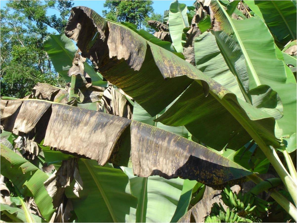 <p><b><p>Seca e enegrecimento total da folha de bananeira.</p></b></p><p>Autor: Wilson da Silva Moraes</p>