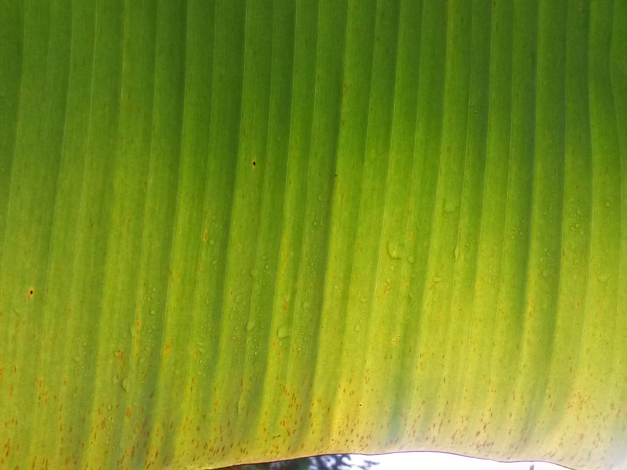 <p><b><p>Estrias de coloração marrom na face inferior da folha.</p></b></p><p>Autor: Josiane T. Ferrari</p>