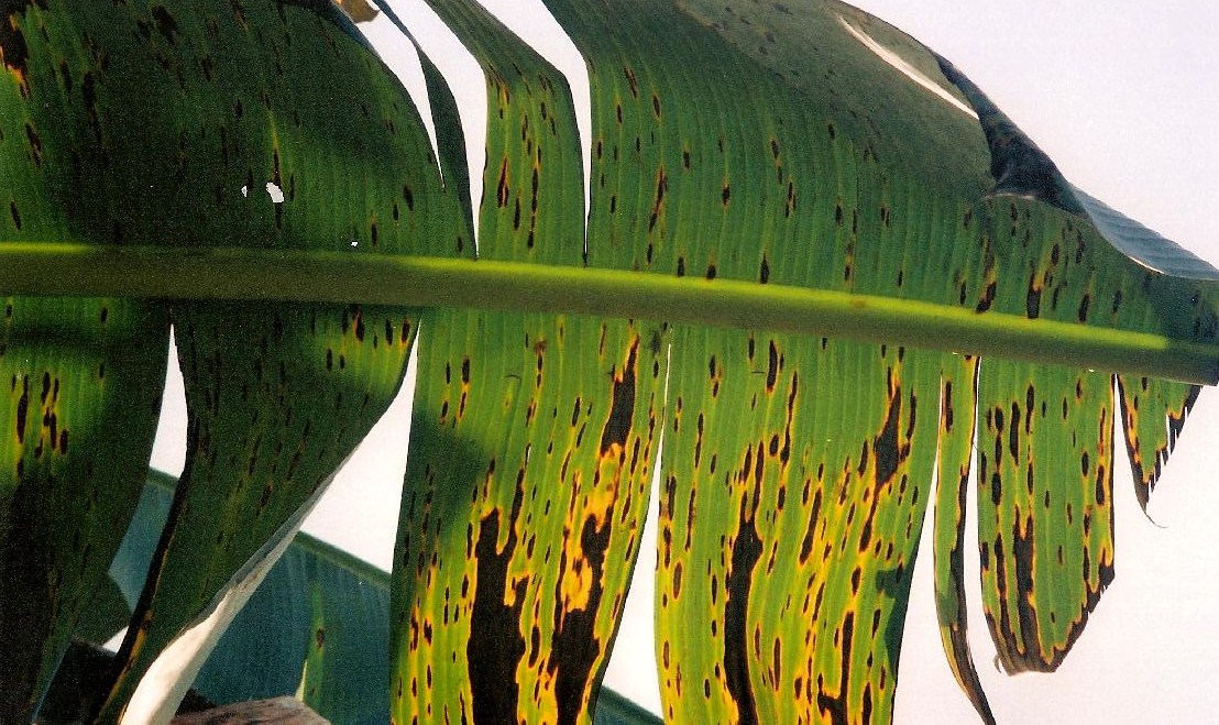 <p><b><p>Folha de bananeira exibindo o coalescimento das lesões de sigatoka negra.</p></b></p><p>Autor: Josiane T. Ferrari</p>