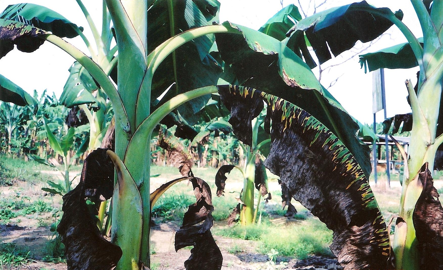 <p><b><p>Folha de planta de banana cv.maçã, exibindo o sintoma típico de sigatoka negra.</p></b></p><p>Autor: Josiane T. Ferrari</p>