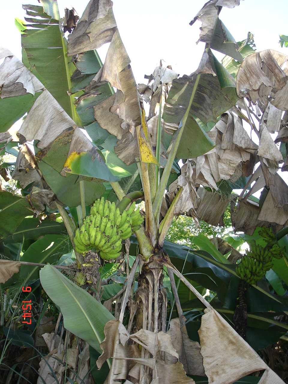 <p><b><p>Seca das folhas em bananeira severamente atacada por sigatoka negra.<br /></p></b></p><p>Autor: Josiane T. Ferrari</p>