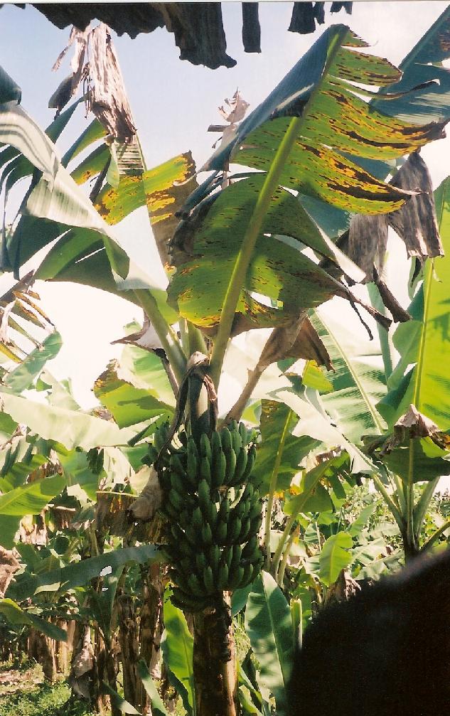 <p><b><p>Necrose das bordas de folhas em bananeira severamente atacada por sigatoka negra.<br /></p><p></p></b></p><p>Autor: Josiane T. Ferrari</p>