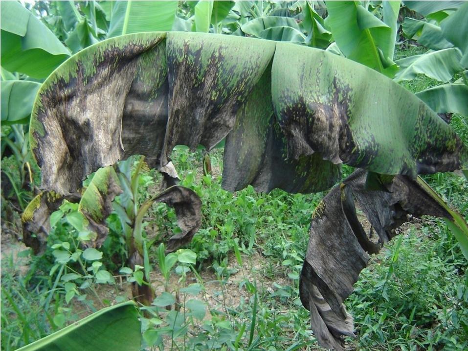 <p><b><p>Seca das folhas em bananeira severamente atacada por sigatoka negra.<br /></p></b></p><p>Autor: Wilson da Silva Moraes</p>