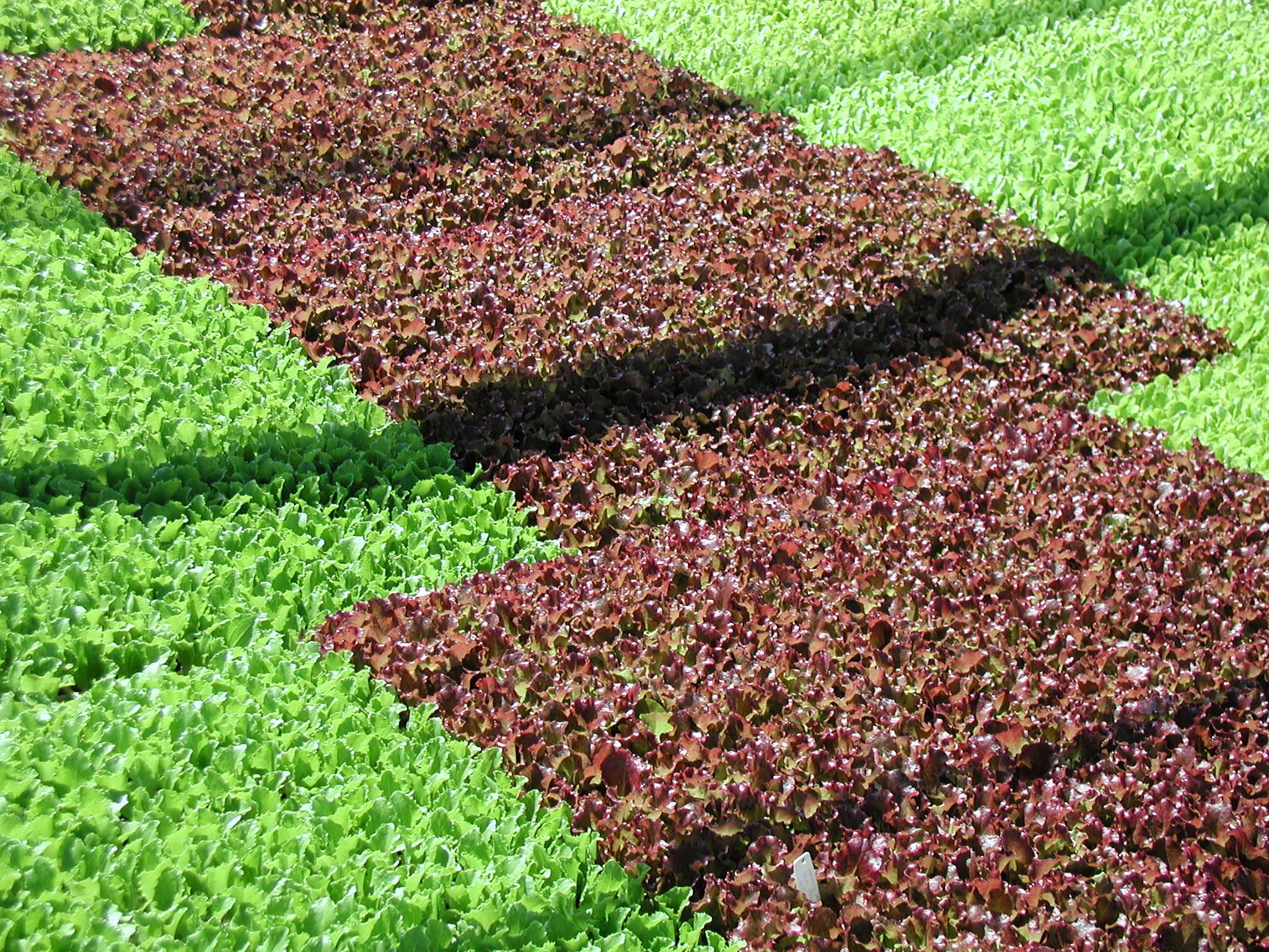 <p><b>Production of lettuce seedlings.</b></p><p>Autor: Ricardo José Domingues</p>