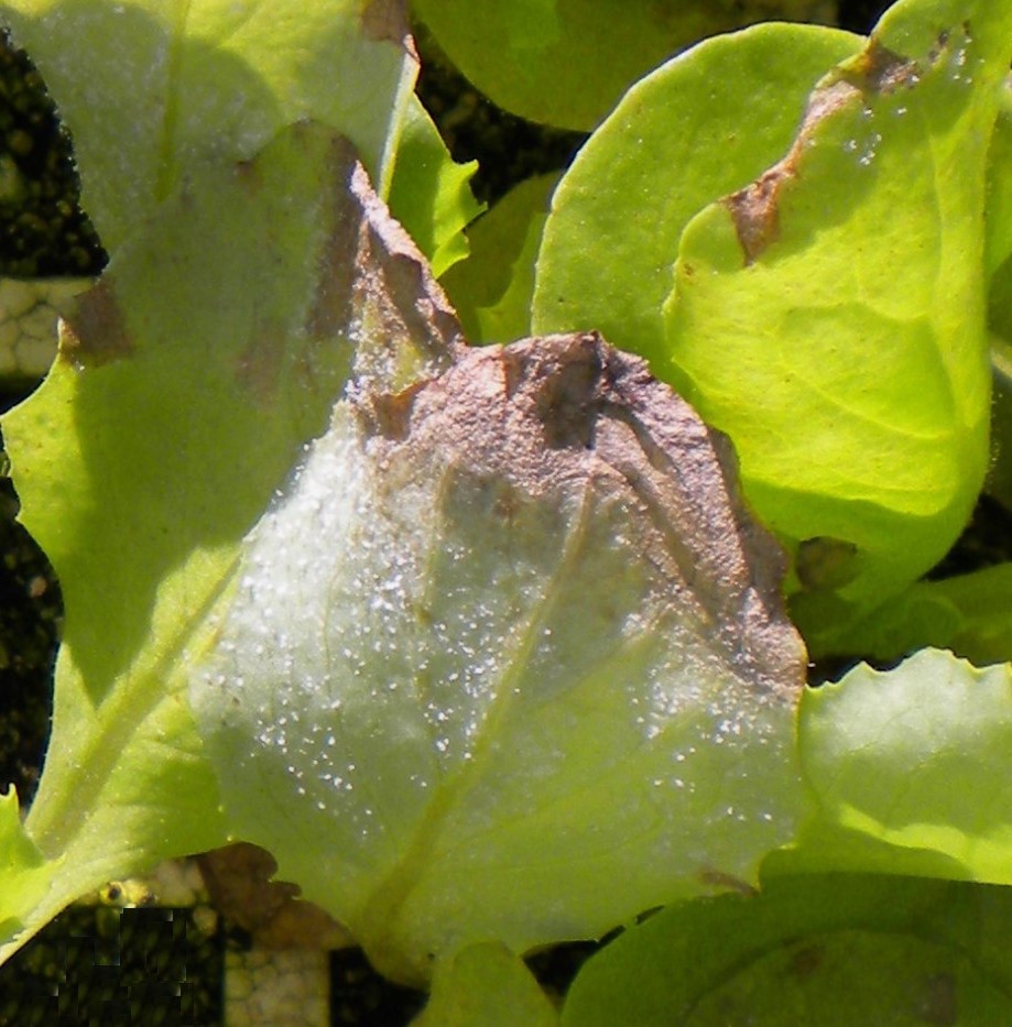<p><b>Downy mildew symptom in lettuce seedlings.</b></p><p>Autor: Ricardo José Domingues</p>