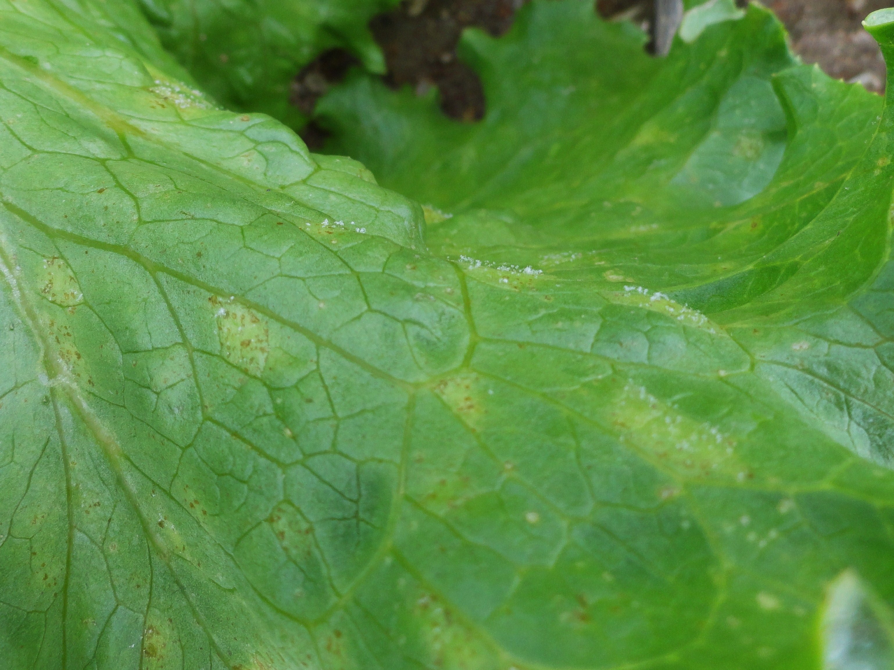 <p><b>Initial symptoms of leaf downy mildew represented by yellowed and angular areas.</b></p><p>Autor: Jesus G. Tofoli</p>