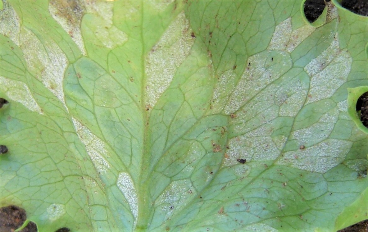 <p><b>Sporulation of B. lactucae on the underside of leaves.</b></p><p>Autor: Jesus G. Tofoli</p>