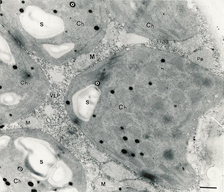 <p><b><h4>Micrografia eletrônica de célula infectada de mesofilo de petúnia mostrando vários cloroplastos (Ch) agrupados, grãos de amido (S), glóbulos osmiofílicos (O), peroxissomo (Pe), mitocôndrios (M) e partículas semelhantes a vírus (VLP). Barra = 600nm. </h4></b></p><p>Autor: César M. Chagas</p>