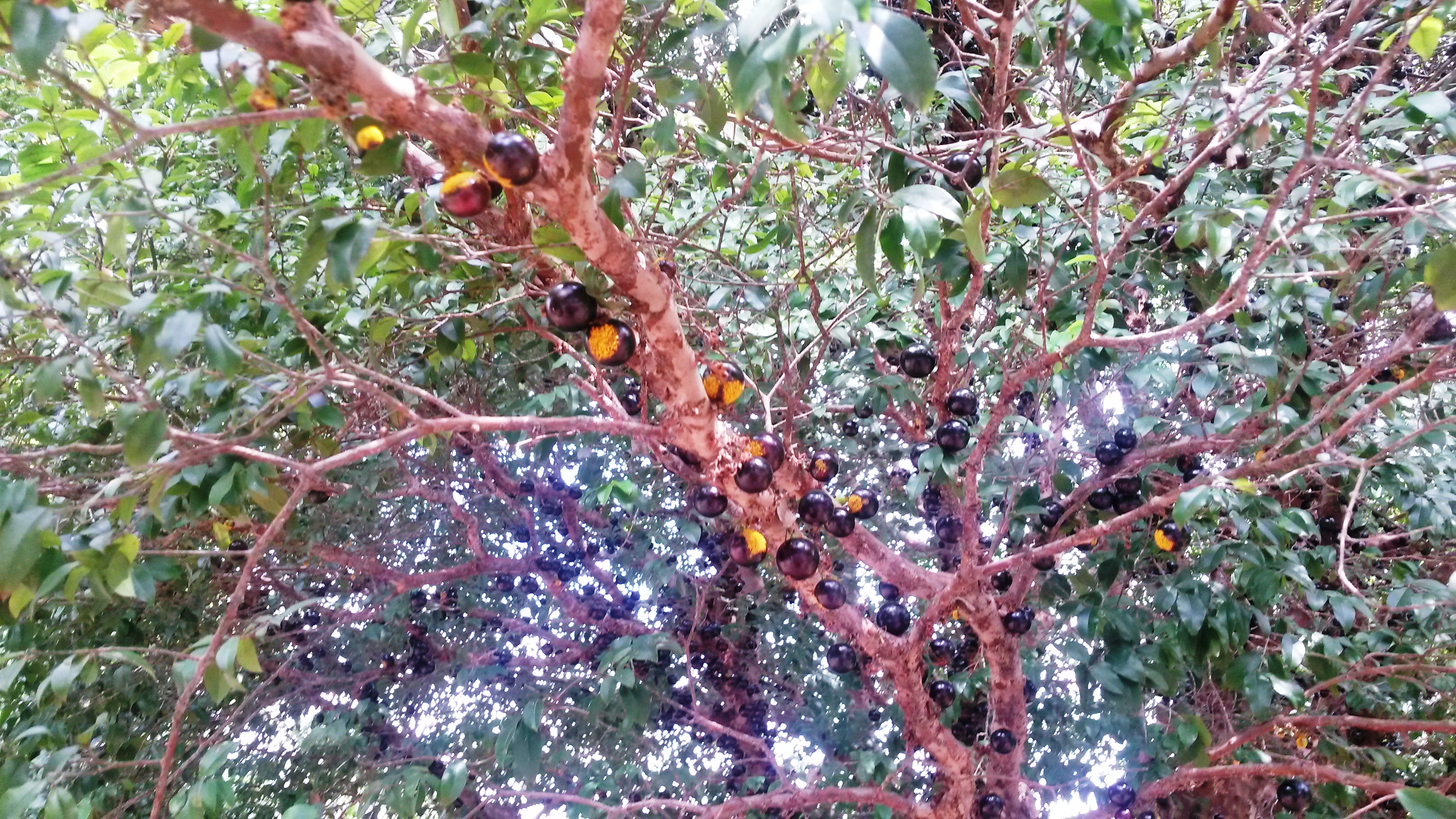 <p><b><p>Jabuticabeira com frutos exibindo sinais de ferrugem.</p></b></p><p>Autor: Josiane T. Ferrari</p>