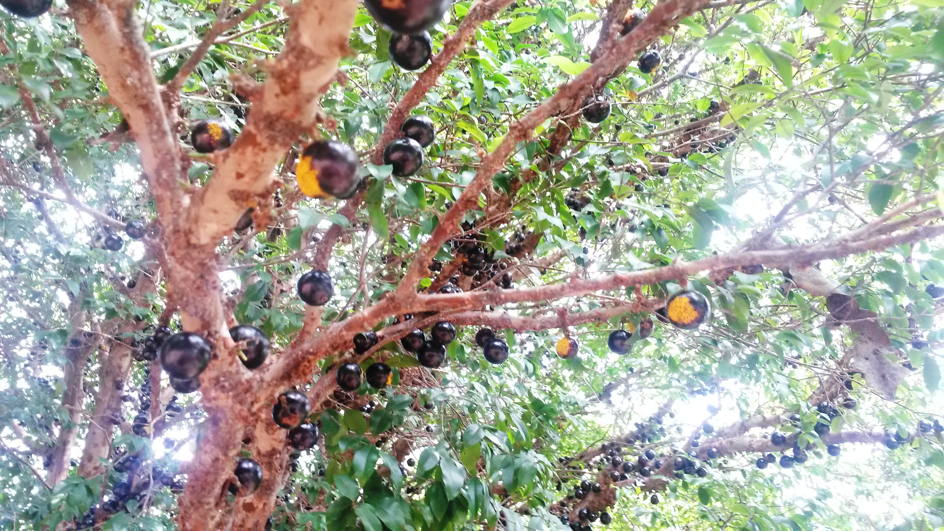 <p><b><p>Jabuticabeira com frutos exibindo sinais de ferrugem.</p></b></p><p>Autor: Josiane T.Ferrari</p>
