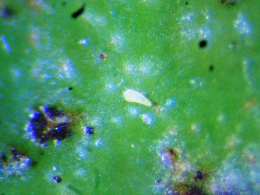 <p><b><p><em>Phyllocoptruta oleivora </em>sobre fruto de citros visualizado em microscópio estereoscópio com aumento de 80x.
</p></b></p><p>Autor: André L. Matioli</p>
