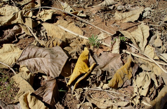 <p><b><p>Folha caída no solo, completamente tomada pela ferrugem.</p></b></p><p>Autor: Fernando S. Torres, Proteca Biotecnologia Florestal</p>