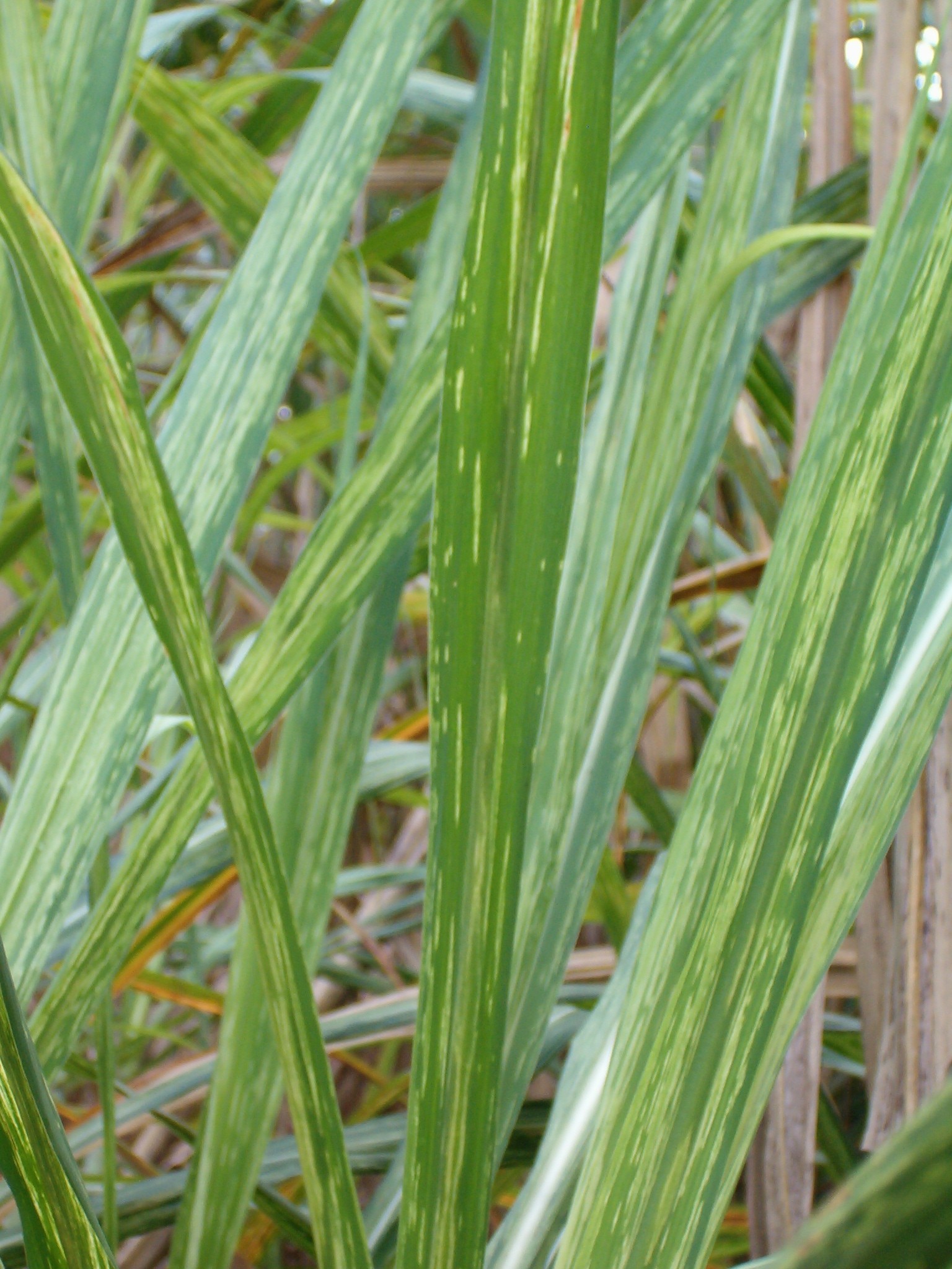 <p><b><p>Plantas de cana-de-açúcar infectadas com uma estirpe severa do <em>Sugarcane mosaic virus</em>, apresentando sintomas fortes de mosaico </p></b></p><p>Autor: M.C.Gonçalves</p>