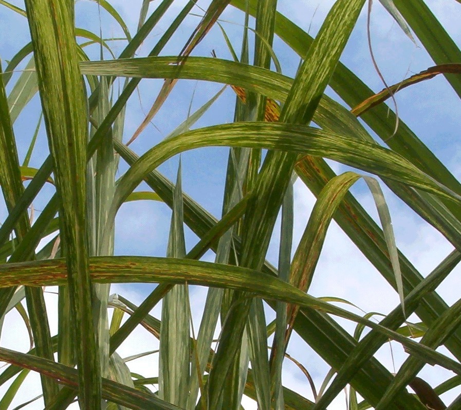 <p><b><p>Plantas de cana-de-açúcar infectadas com uma estirpe severa do <em>Sugarcane mosaic virus</em>, apresentando sintomas fortes de mosaico. </p></b></p><p>Autor. M.C.Gonçalves</p>
