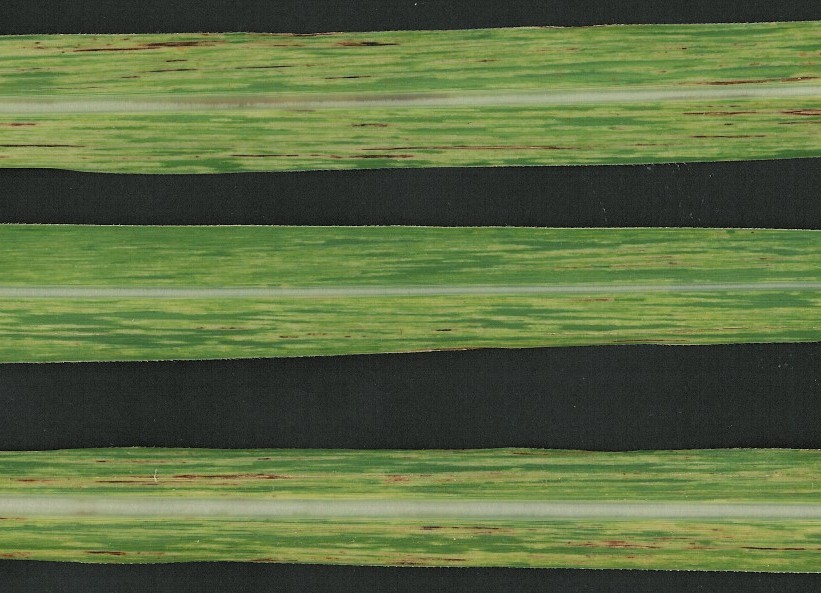 <p><b><p>Detalhe de folhas de planta de cana-de-açúcar infectada com o <em>Sugarcane mosaic virus</em>, apresentando sintomas de mosaico e necrose foliar.</p></b></p><p>Autor: M.C.Gonçalves</p>