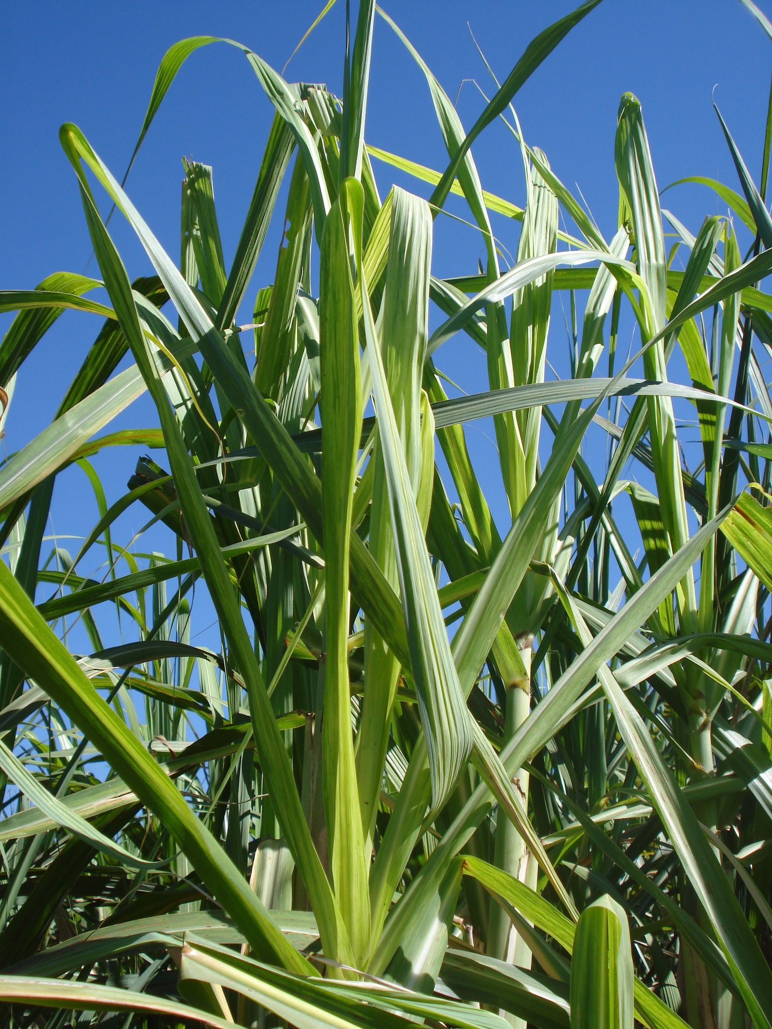 <p><b><p>Plantas de cana-de-açúcar no campo apresentando sintomas fortes de mosaico.</p></b></p><p>Autor: M.C.Gonçalves</p>