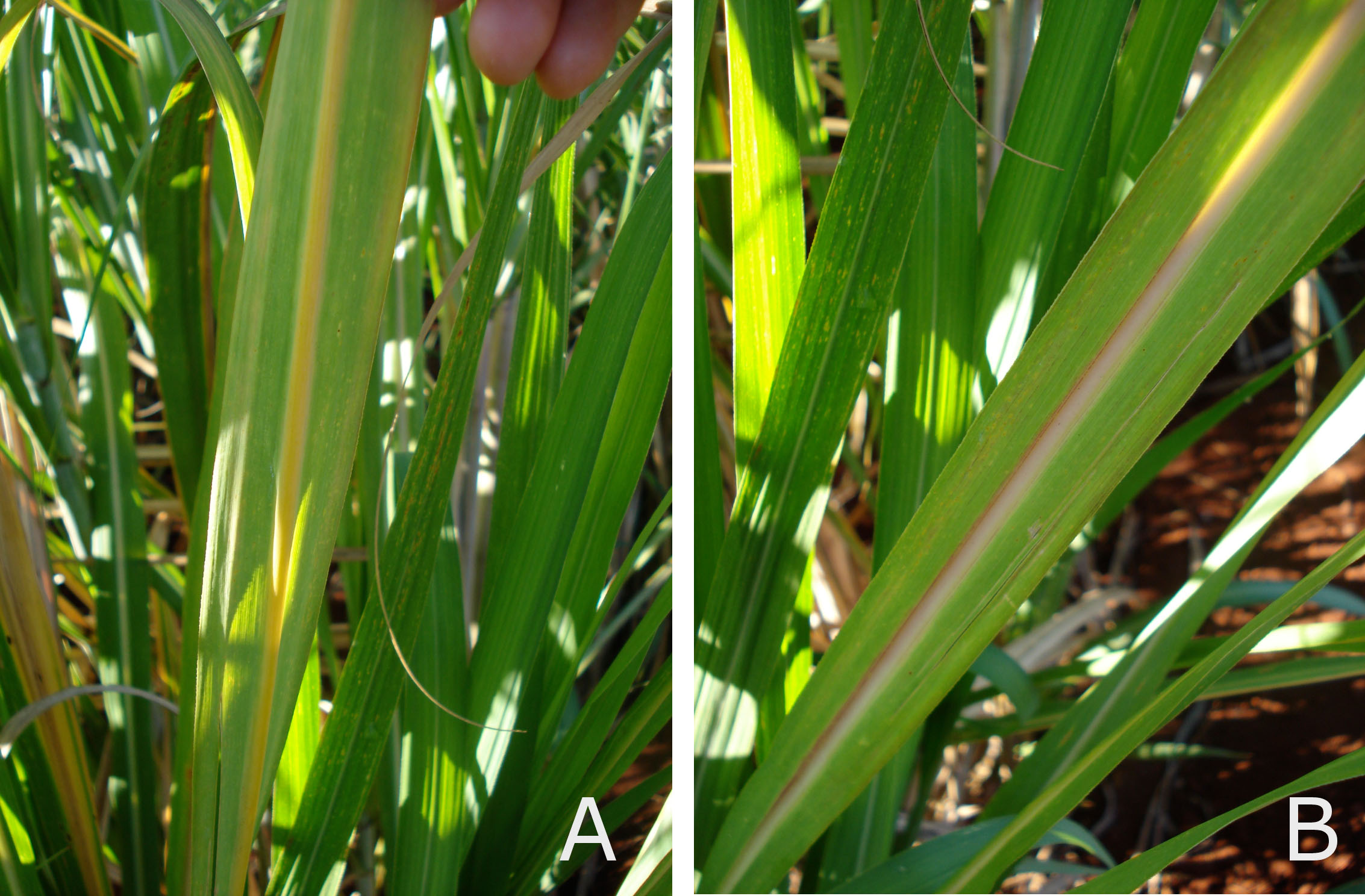 <p><b><p>
</p><p>Detalhes de folhas de planta de cana cana-de-açúcar apresentando sintomas da infecção pelo <em>Sugarcane yellow leaf virus </em>nas faces abaxial (A) e adaxial (B) </p>
<p></p></b></p><p>Autor. M.C.Gonçalves</p>
