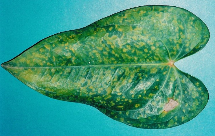 <p><b><p>Folha de <em>Anthurium andraeanum</em> mostrando sintomas de manchas e anéis cloróticos</p></b></p><p>Autor: Eliana Borges Rivas</p>