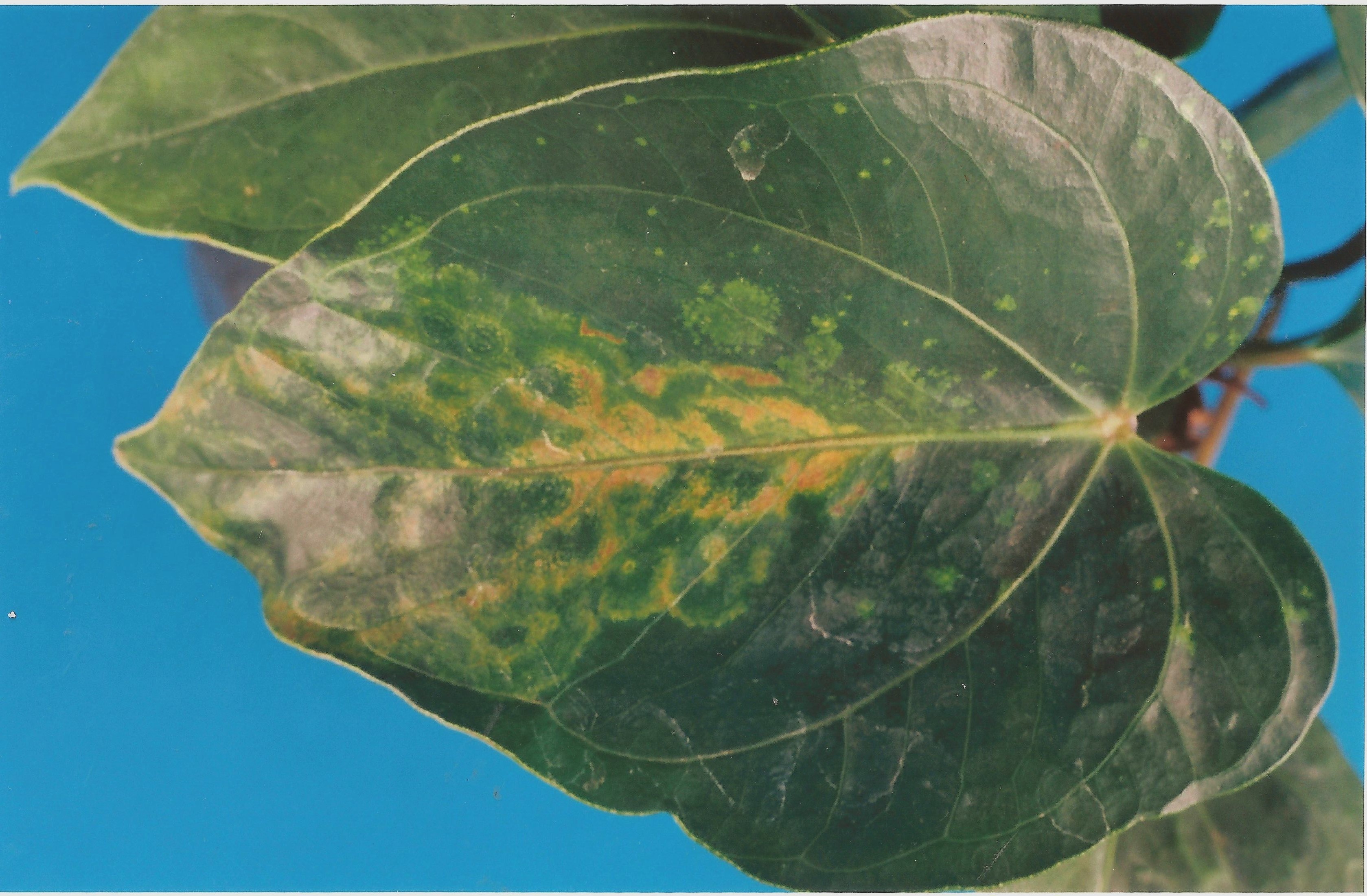 <p><b><p>Folha de <em>Anthurium andraeanum </em>mostrando sintomas de manchas e anéis cloróticos</p></b></p><p>Autor: Eliana Borges Rivas</p>