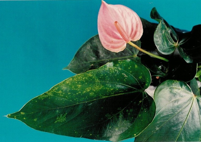<p><b><p>Folha de <em>Anthurium andraeanum </em>mostrando sintomas de manchas e anéis cloróticos</p></b></p><p>Autor: Eliana Borges Rivas</p>