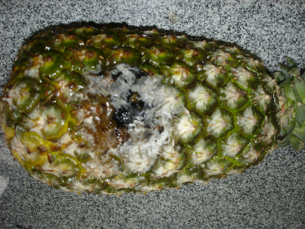 <p><b><p>Fruto de abacaxi Pérola, exibindo lesão inicial de podridão negra.  </p></b></p><p>Autor: Josiane T. Ferrari</p>
