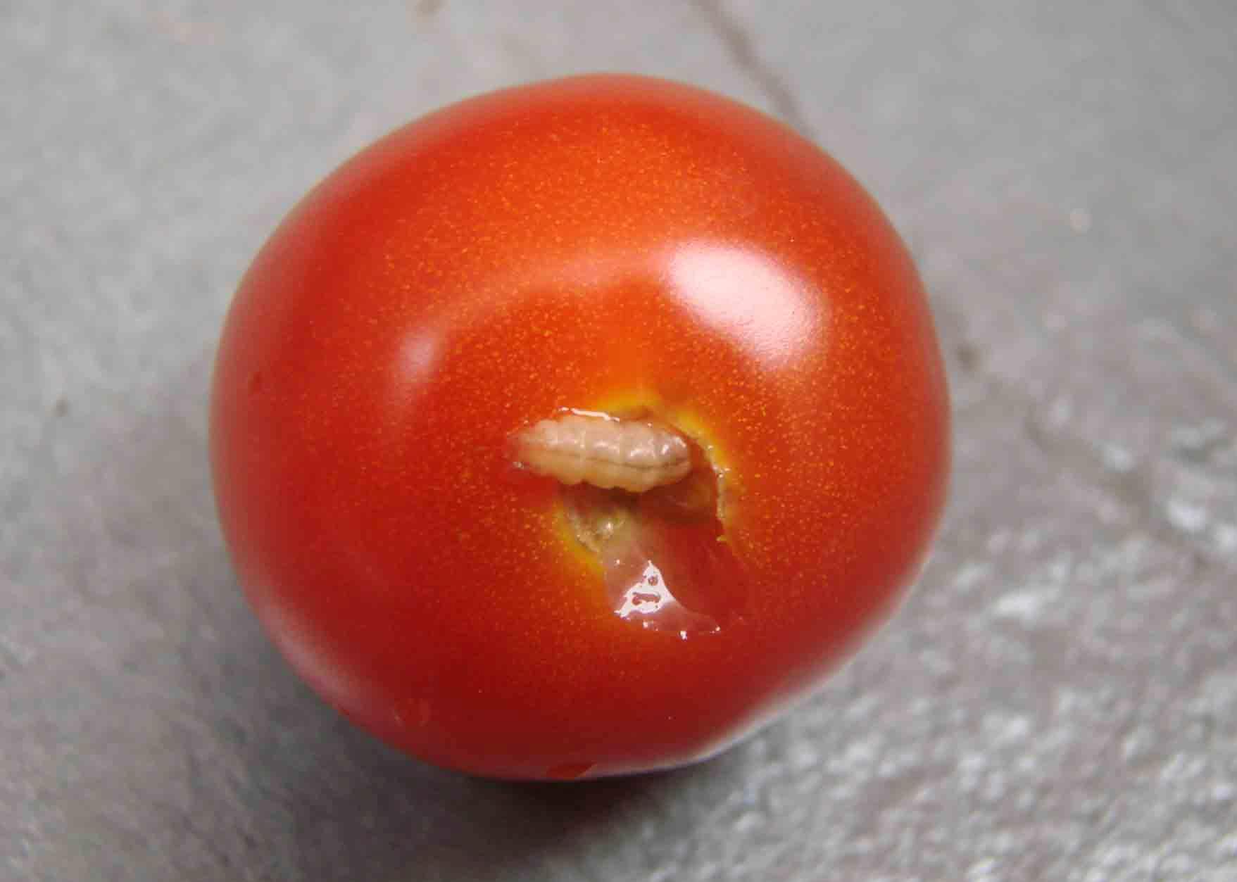 <p><b><h4>Broca pequena do tomateiro – <em>Neoleucinodes elegantalis </em>– Fruto com broca </h4></b></p><p>Autor: Akira P. Takematsu</p>