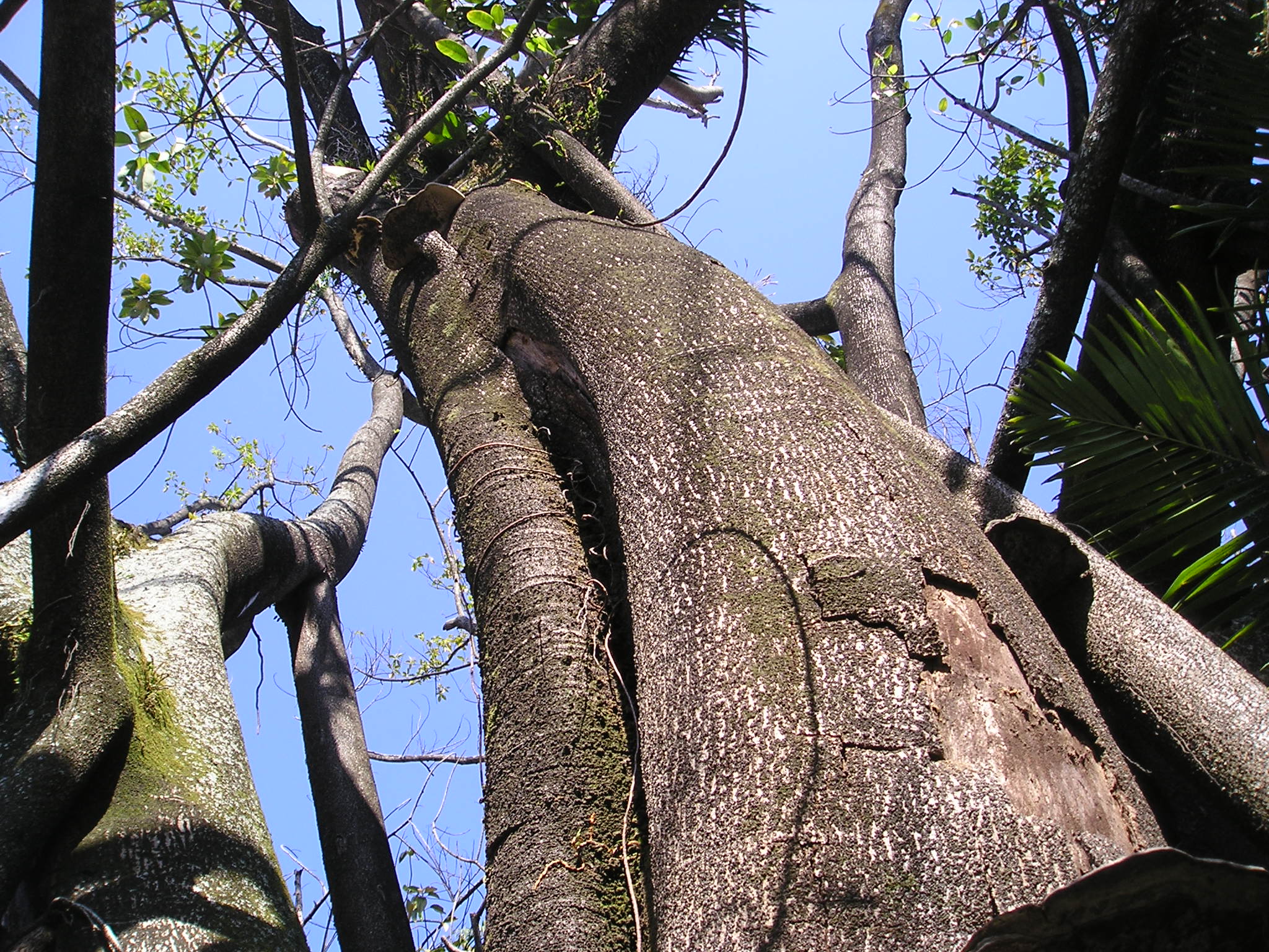 <p><b><p>
<p>Tronco principal de <em>Ficus elastica </em>mostrando rachaduras na casca.</p>
<p></p></b></p><p>Autor: O.M.R.Russomanno</p>