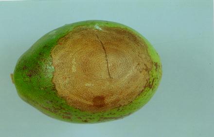 <p><b><p>Antracnose em fruto de maracujá doce.</p></b></p><p>Autor: Josiane T.Ferrari</p>