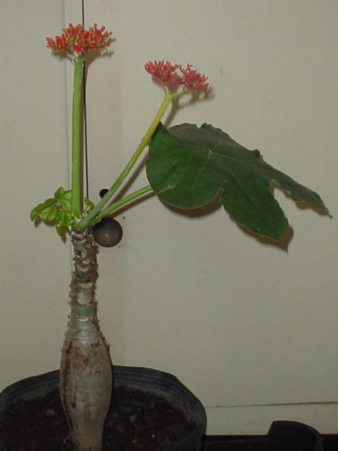 <p><b><p>Muda de <em>Jatropha podagrica </em>sadia. </p></b></p><p>Autor: L.N.Coutinho</p>