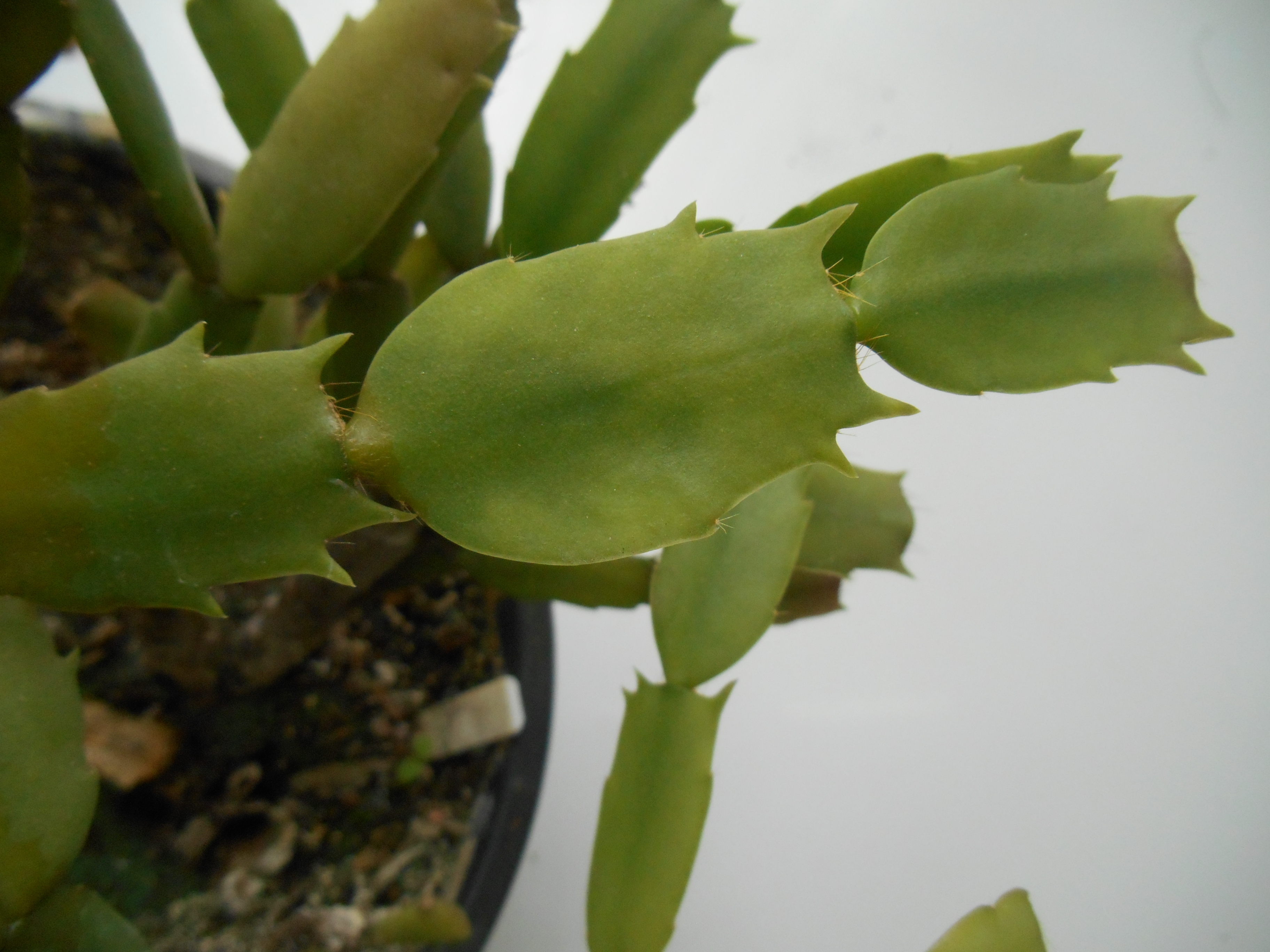 <p><b><p>Planta de flor de maio com infecção mista por <em>Opuntia virus X</em>, <em>Schlumbergera virus X</em> e <em>Zygocatus virus X</em>, apresentando discretas manchas cloróticas. </p></b></p><p>Autor: Lígia M. L. Duarte</p>