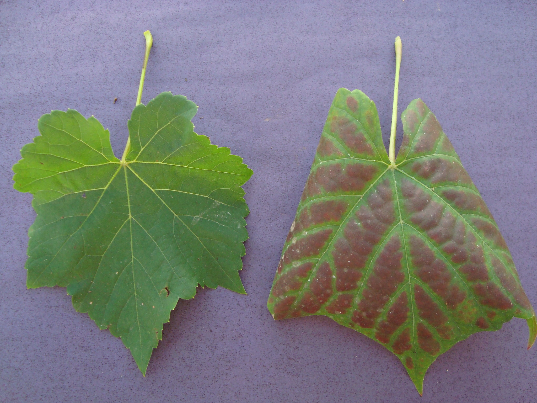 <p><b><p>
<p>Sintoma da virose do Enrolamento da folha em cultivar de videira tinta, destacando folha sadia (esquerda) e infectada pelo <em>Grapevine leafroll- associated virus </em>(direita).</p>
<p></p></b></p><p>Autor: Thor V.M.Fajardo</p>