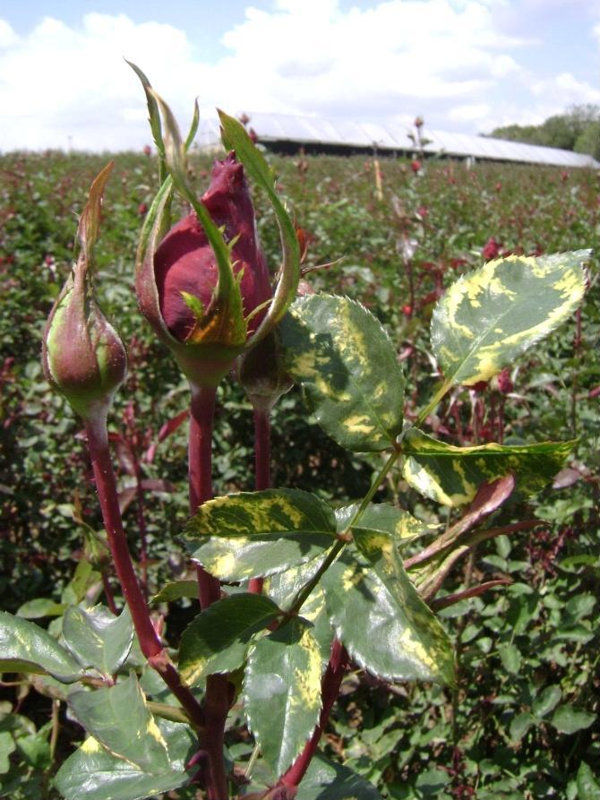 <p><b>Rose mosaic symptoms in commercial growing area </b></p><p>Autor: Alexandre L.R.Chaves</p>