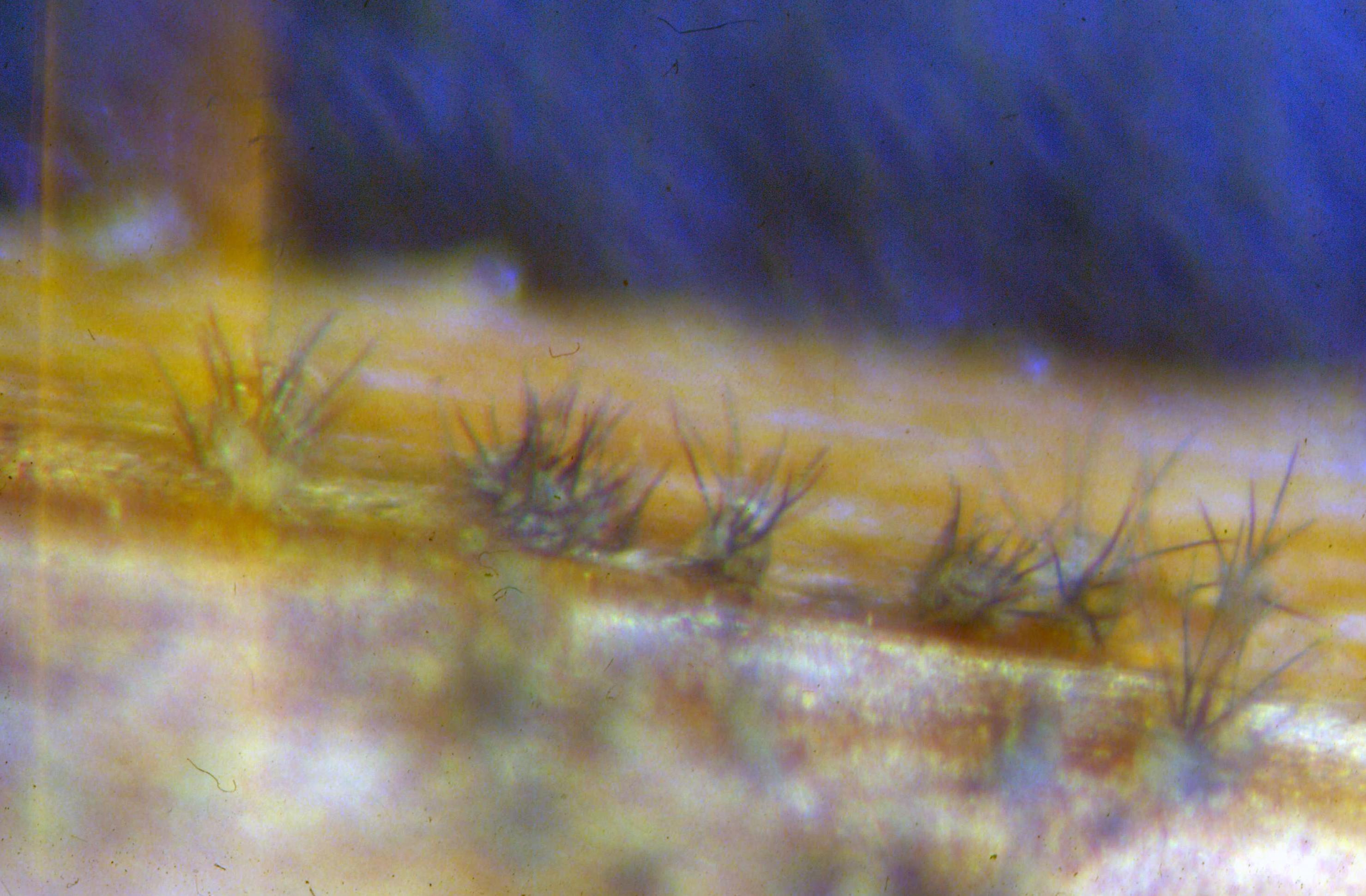 <p><b><h4>Acérvulos de <em>Colletotrichum falcatum </em>sobre <em>O. japonicus </em><br />observados em microscopia estereoscópica (aum. 40X).</h4></b></p><p>Autor: L.N. Coutinho</p>