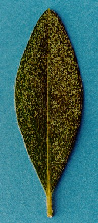 <p><b><p>Danos de <em>Stephanitis pyrioides </em>em folha de azaléia (face superior).</p></b></p><p>Autor: Renata V. Spinelli</p>