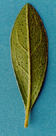<p><b><p>Danos de <em>Stephanitis pyrioides </em>em folha de azaléia (face inferior).</p></b></p><p>Autor: Renata V. Spinelli</p>