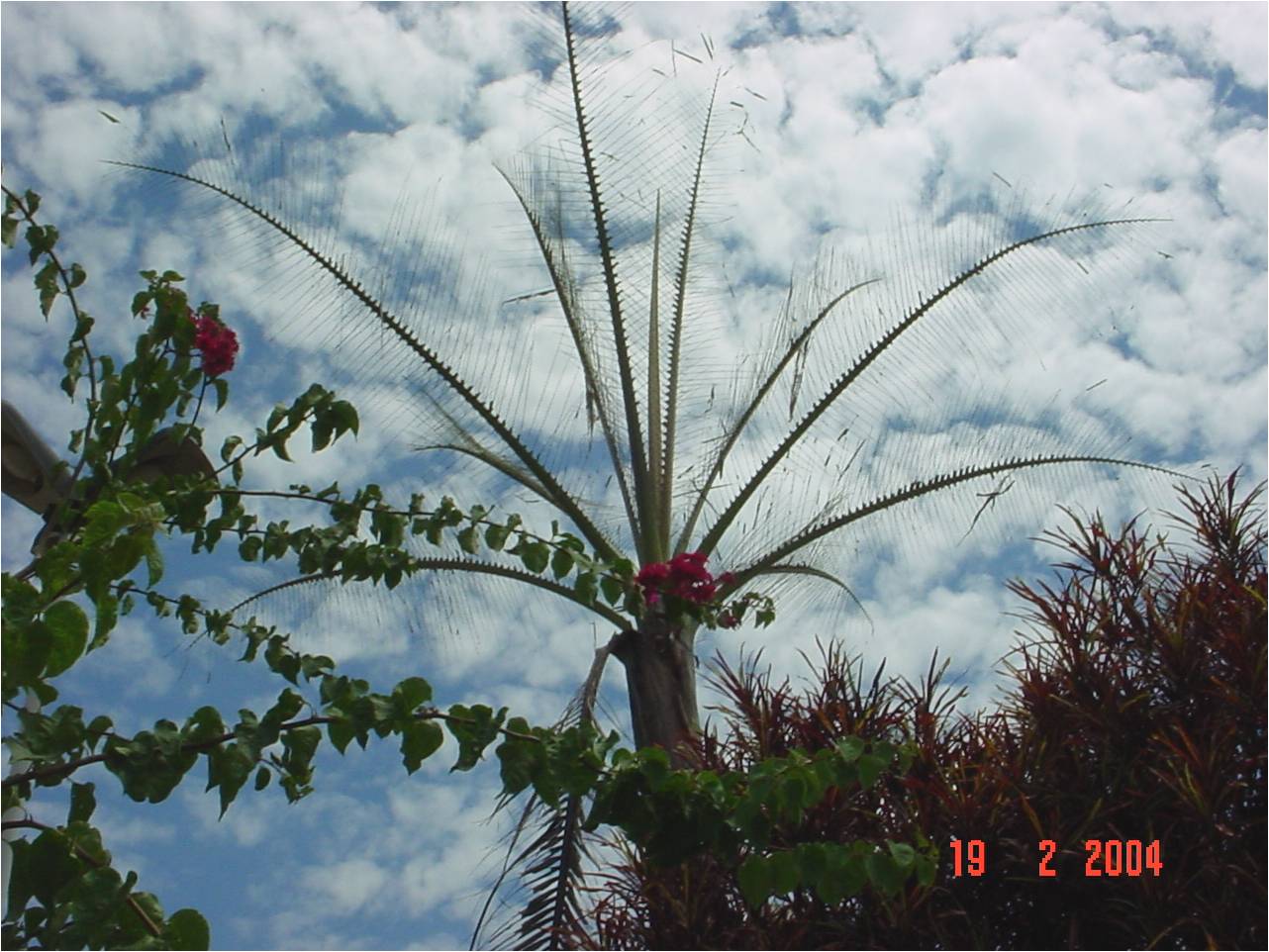 <p><b><h4>Danos de <em>Brassolis sophorae </em>em palmeira real australiana </h4></b></p><p>Autor: F.J. Zorzenon</p>