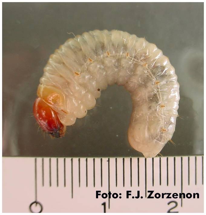 <p><b><p>Larva de <em>Homalinotus coriaceus.</em></p></b></p><p>Autor: Francisco J. Zorzenon</p>