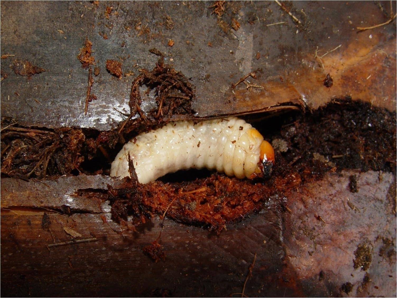 <p><b><p>Danos e larva de <em>Homalinotus coriaceu</em>s em bainha foliar.</p></b></p><p>Autor: Francisco J. Zorzenon</p>