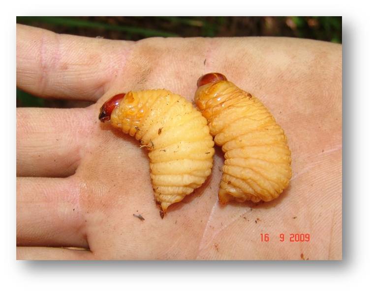 <p><b><h4>Larvas de <em>Rynchophorus palmarum</em></h4></b></p><p>Autor: Francisco J. Zorzenon</p>