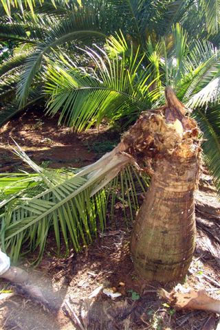 <p><b><h4>Dano de <em>Rhynchophorus palmarum </em>em Palmeira Majestosa</h4></b></p><p>Autor: Francisco J. Zorzenon</p>
