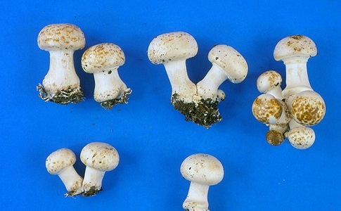 <p><b><p>Cogumelos formados normalmente no composto, mas apresentado manchas marrons no estipe e píleo.</p></b></p><p>Autor: Leila N.Coutinho</p>