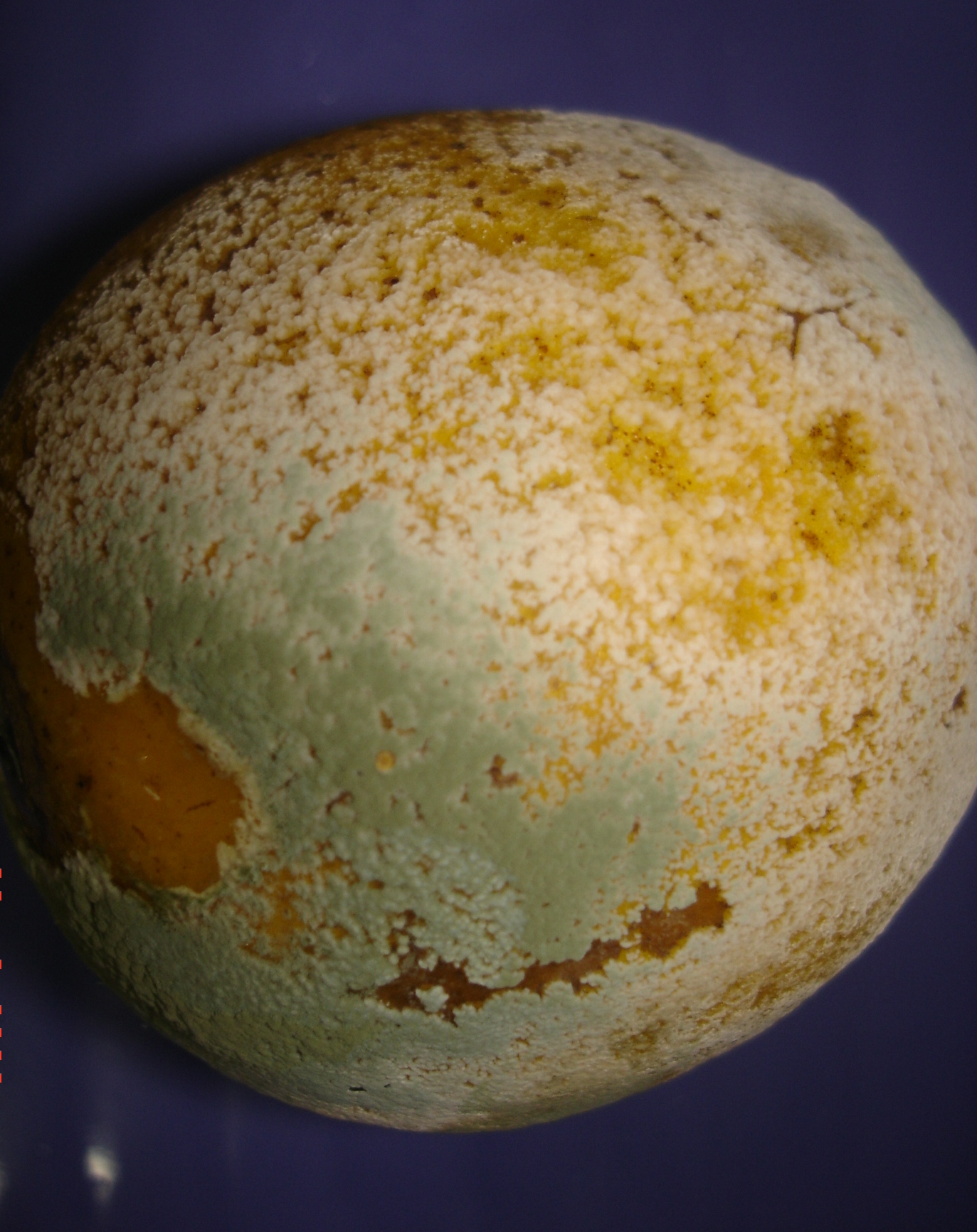 <p><b><p>Fruto de laranja exibindo micélio de coloração branca e massa de esporos verde oliva causada por <em>Penicillium digitatum</em></p></b></p><p>Autor: J.T.Ferrari</p>