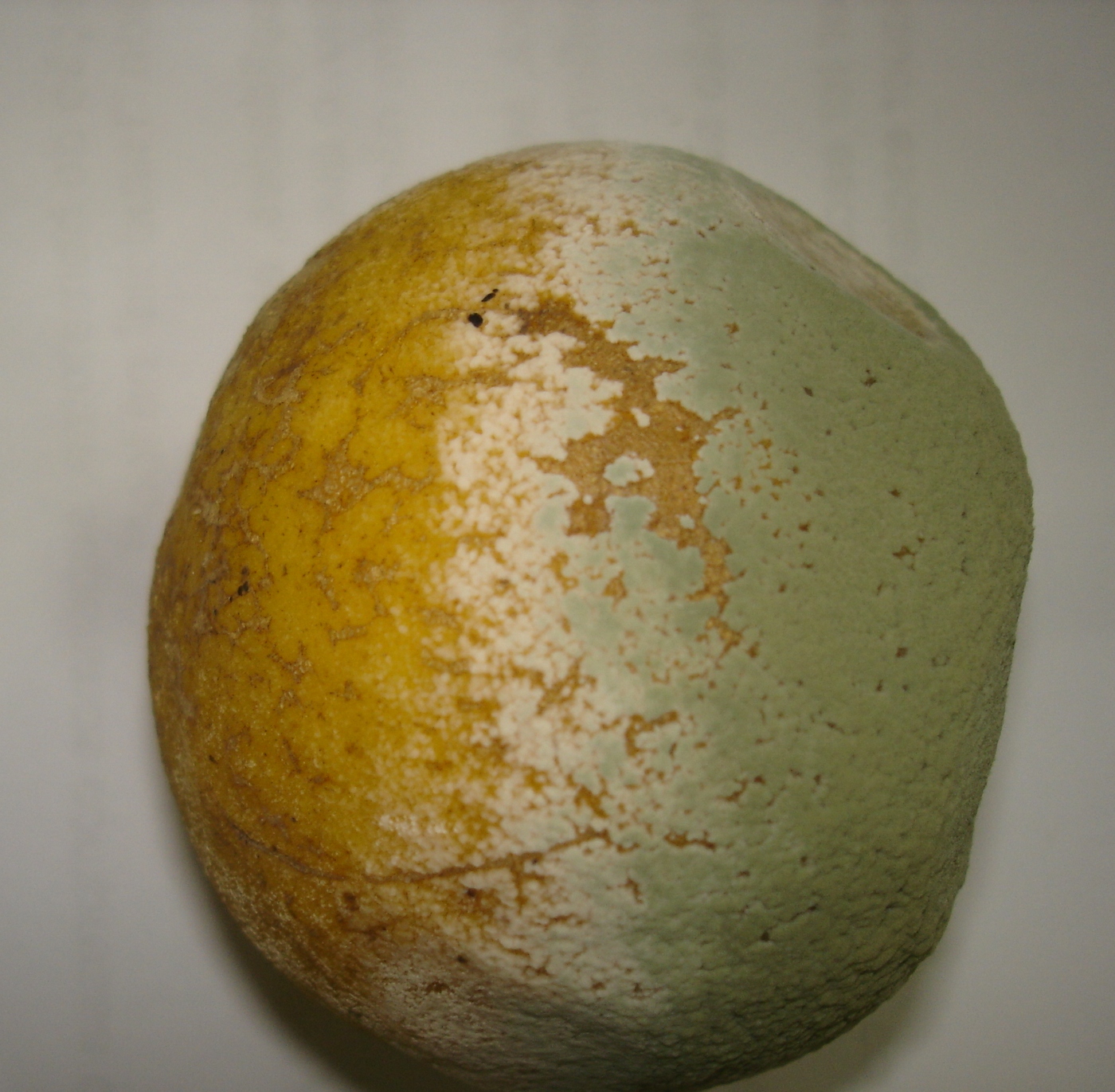 <p><b><p>Fruto de laranja exibindo coloração branca e verde causada por <em>Penicillium digitatum</em></p></b></p><p>Autor: J.T.Ferrari</p>