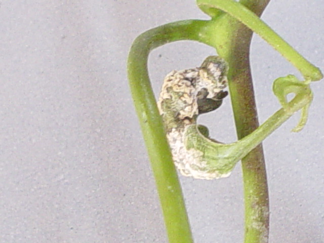<p><b><p>Detalhe dos sintomas de <em>Albugo ipomoeae-panduratae</em>, causando deformação em uma folha da planta.
</p></b></p><p>Autor: Leila Nakati Coutinho</p>