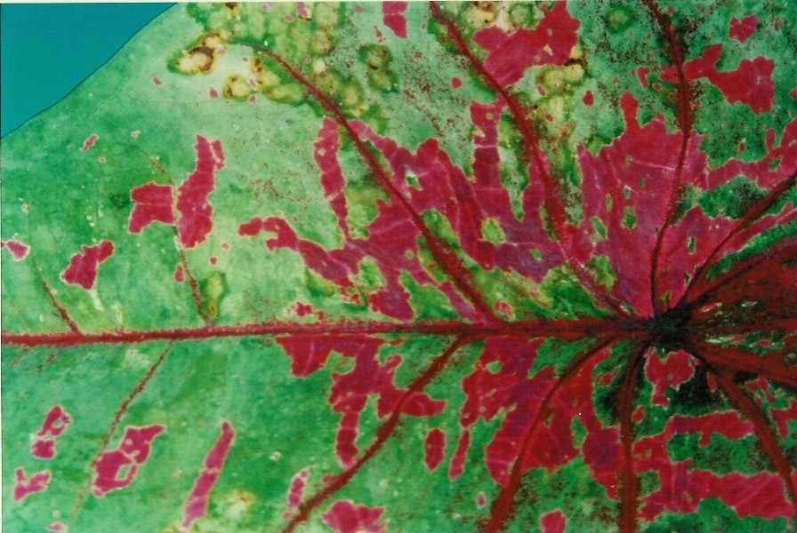 <p><b><p><em>Caladium bicolor</em> mostrando sintomas de manchas cloróticas e anéis esverdeados, induzidos por CalVX.
</p></b></p><p>Autor: Eliana B. Rivas</p>