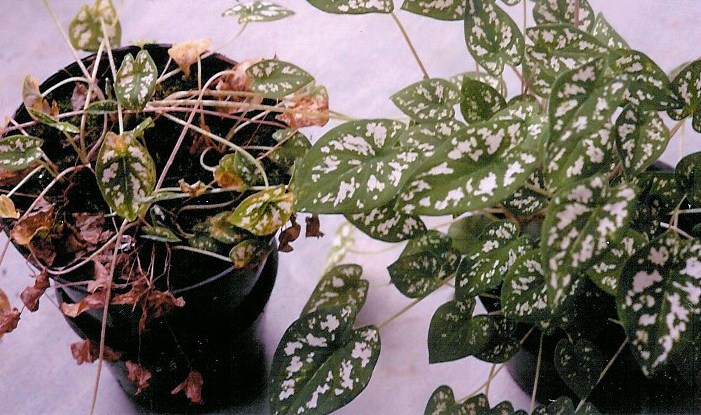<p><b><p><em>Caladium humboldtii</em> experimentalmente infectado com CalVX, mostrando degenerescência (vaso da esquerda), e plantas sadias (vaso da direita).</p></b></p><p>Autor: Eliana B. Rivas</p>