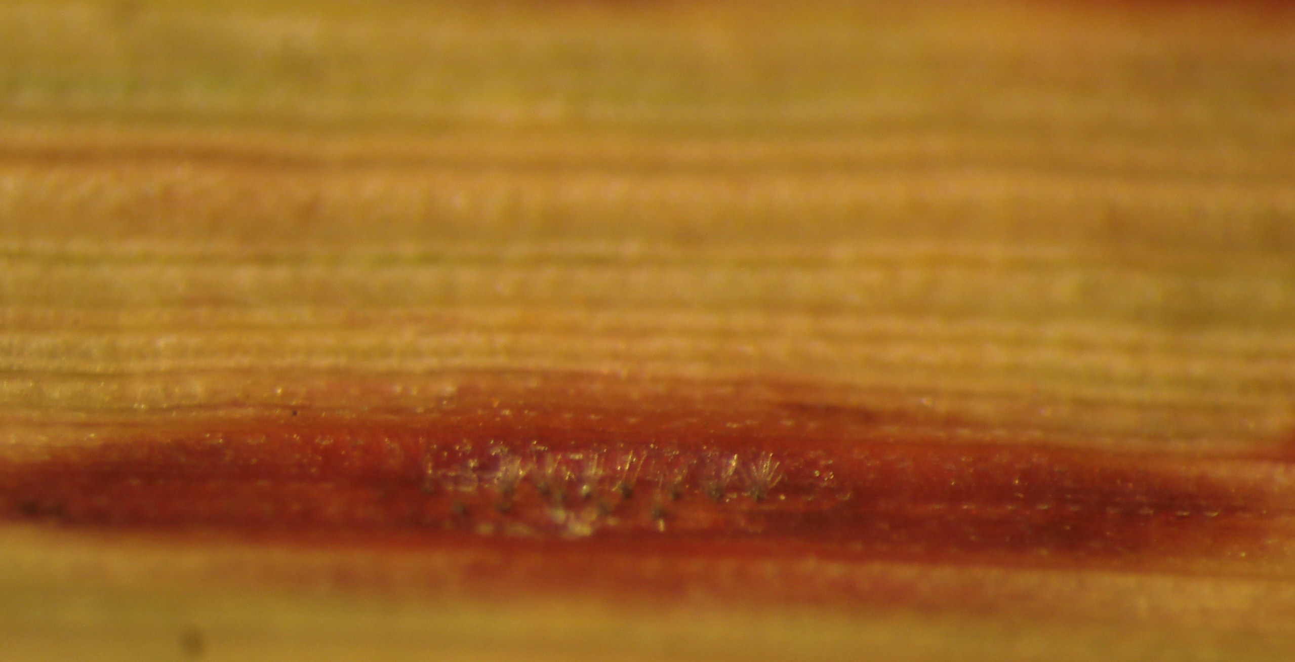 <p><b><p>Conidióforos de <em>Cercospora longipes</em>, visualizadas sob microscópio estereoscópico.</p></b></p><p>Autor: Josiane T. Ferrari</p>