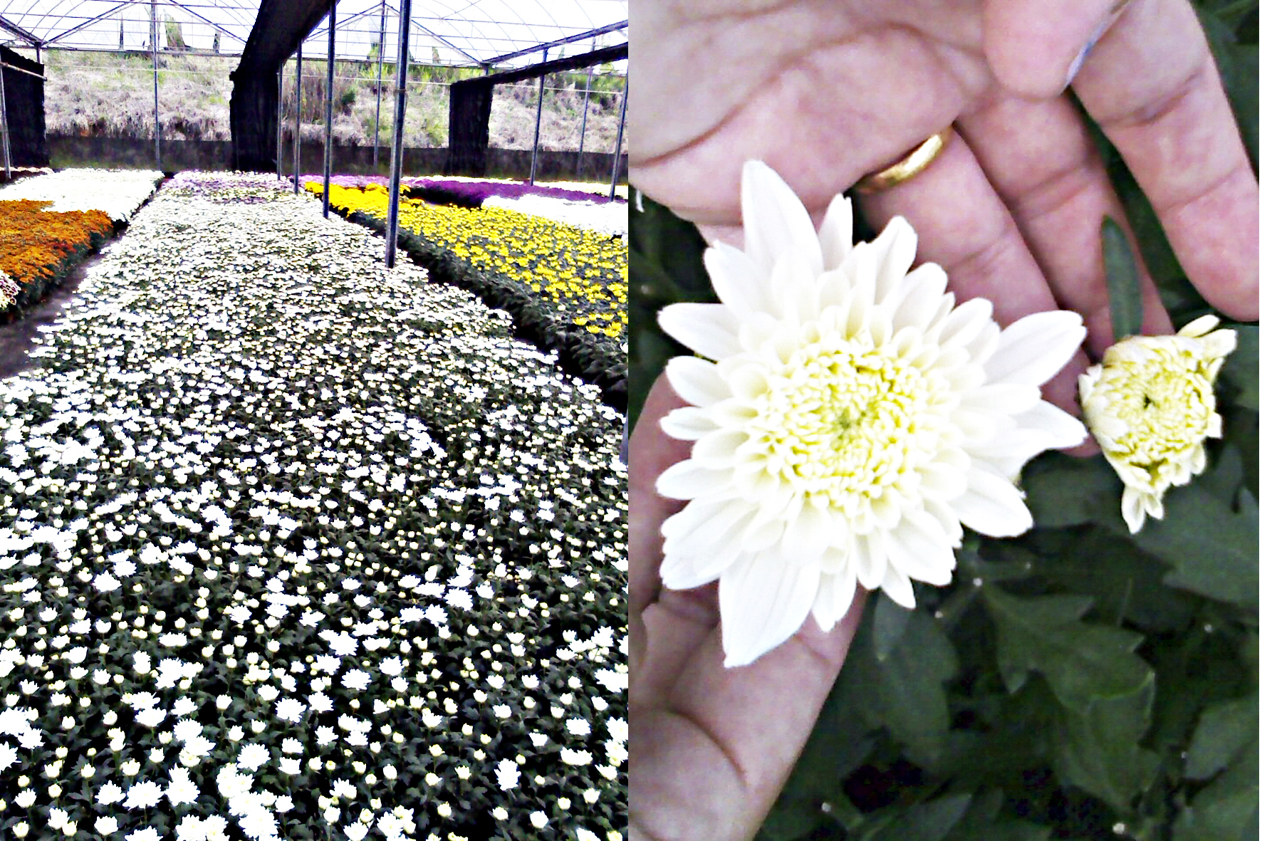 <p><b><p>Crisântemo variedade ‘Puritan’ infectado pelo CSVd. À esquerda, observam-se flores em canteiro de produção comercial, em Holambra, SP; à direita, pode-se observar a diferença entre uma flor considerada normal, em comparação com uma flor retirada de uma planta infectada pelo CSVd, apresentando tamanho reduzido, inadequada para a comercialização.</p></b></p><p>Autor: Danielle Gobatto</p>