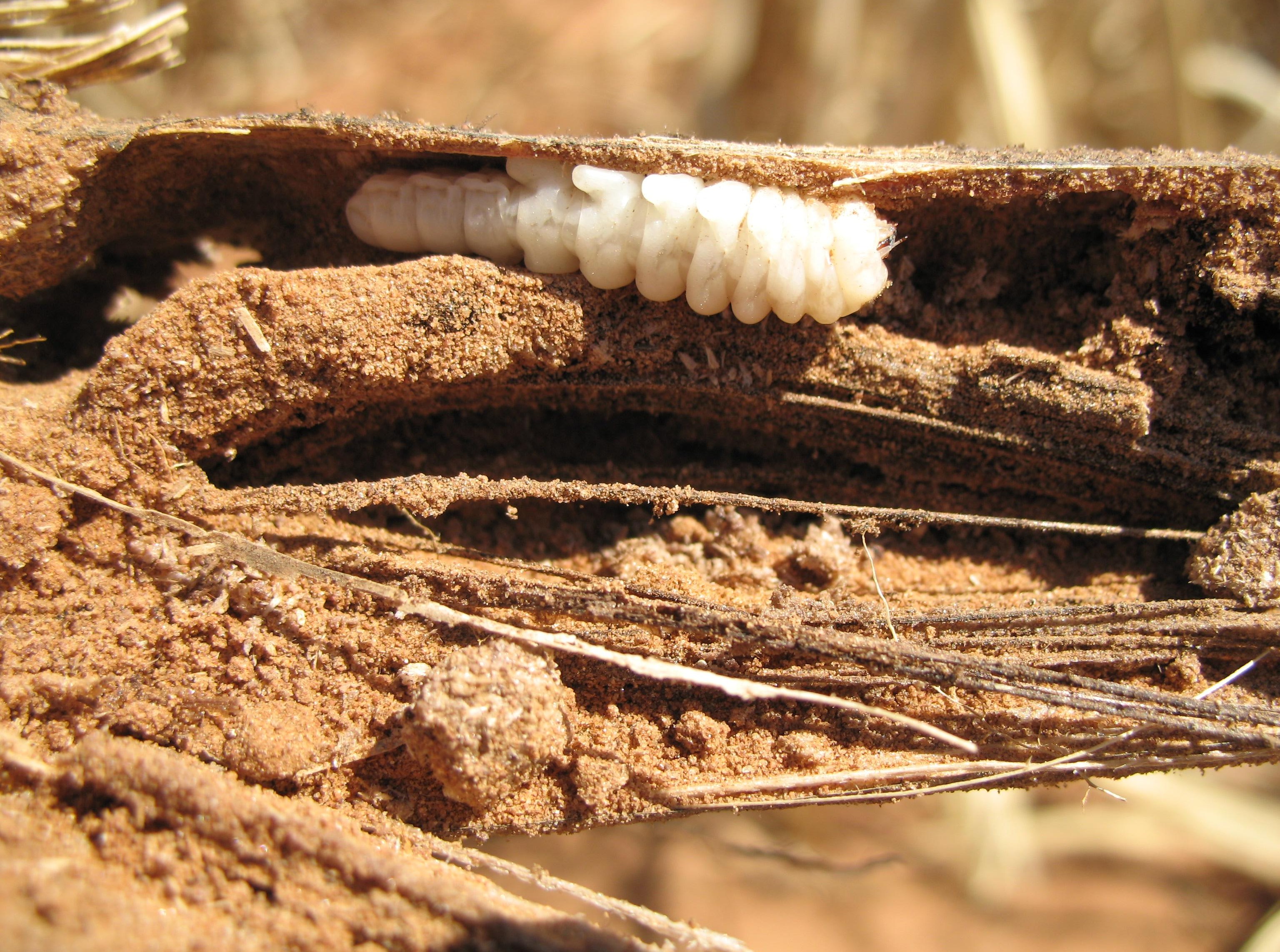 <p><b><p>Larvas de<em> Migdolus fryanus</em>.</p></b></p><p>Autor: Luis G. Leite</p>