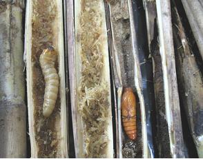 <p><b><p>Larva e pupa da broca gigante (<em>Telchin licus licus</em>).</p></b></p><p>Autor: Luis G. Leite</p>